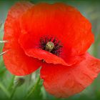 Roter Mohn ...