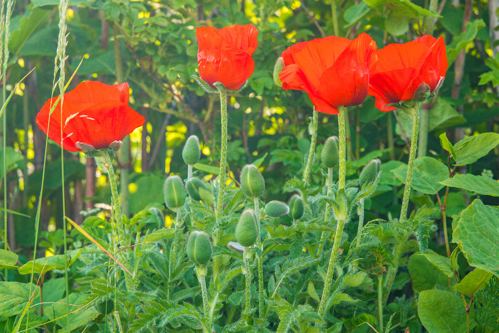 ROTER MOHN