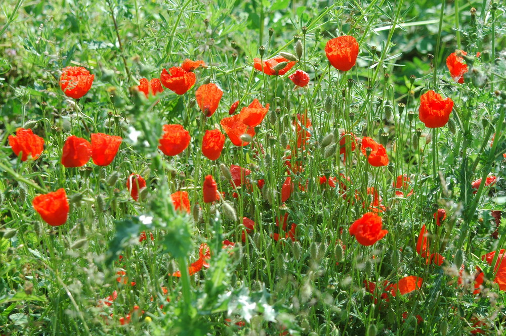 Roter Mohn