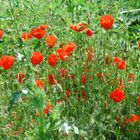 Roter Mohn