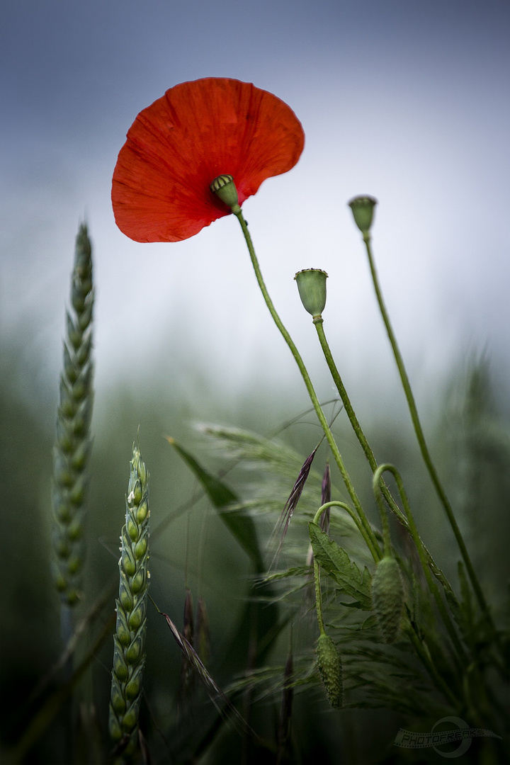 Roter Mohn