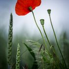 Roter Mohn