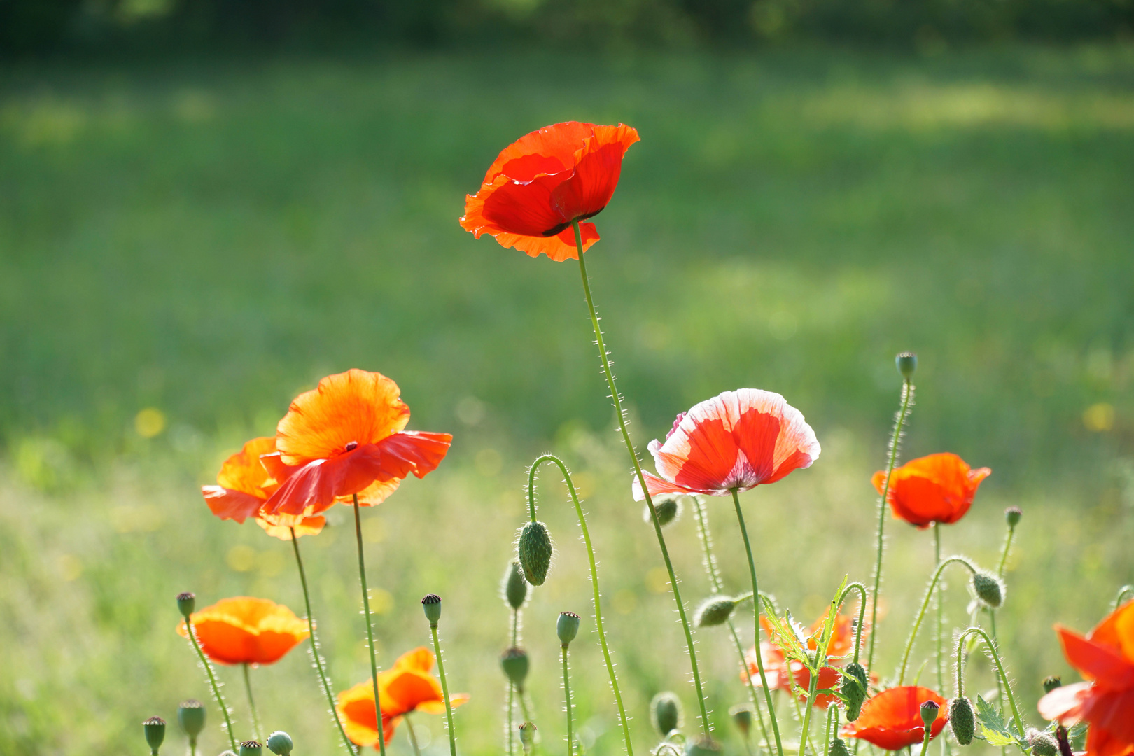 roter Mohn