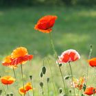 roter Mohn