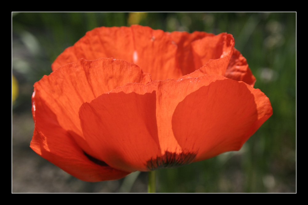 Roter Mohn