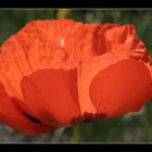 Roter Mohn