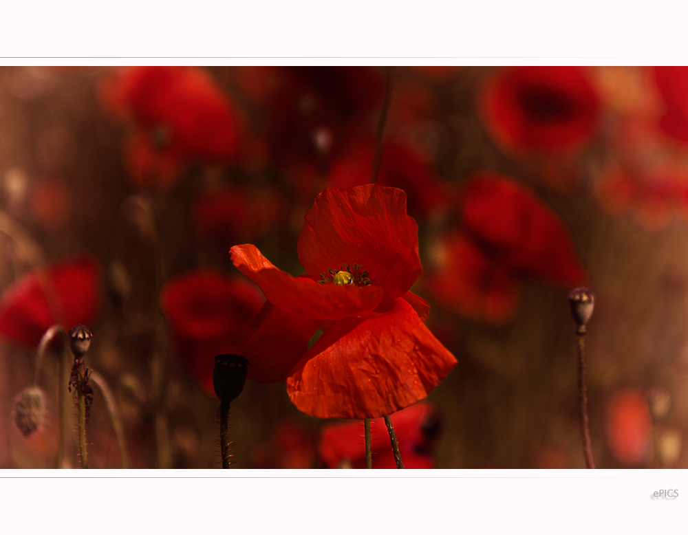 Roter Mohn