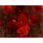 Roter Mohn