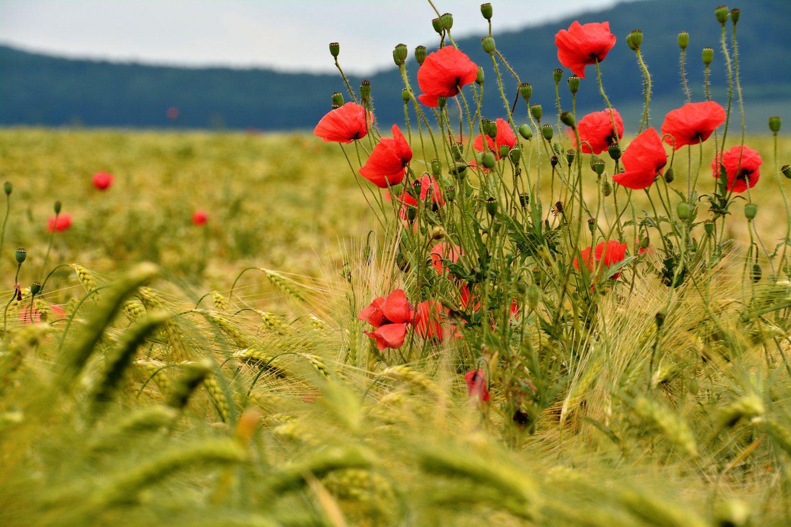 Roter Mohn