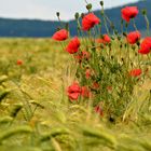 Roter Mohn