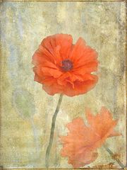 roter mohn