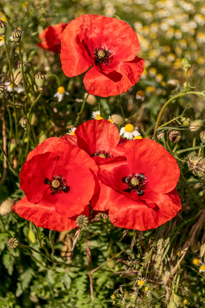 roter Mohn