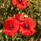 roter Mohn