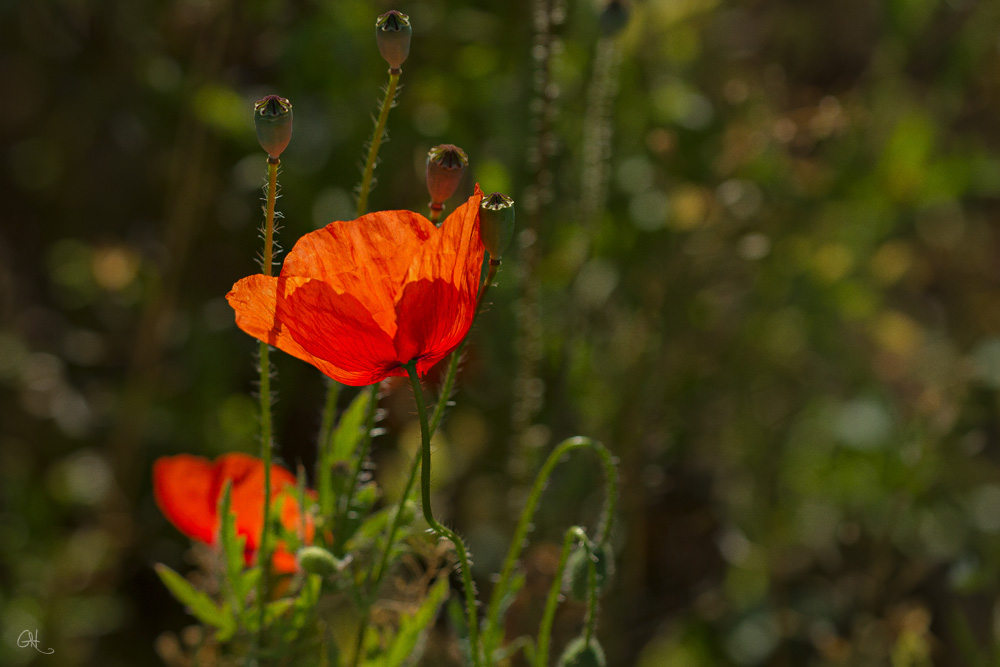 Roter Mohn..........