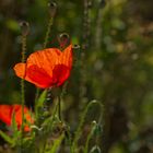 Roter Mohn..........