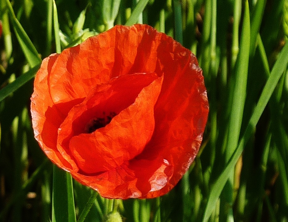 Roter Mohn 