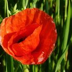 Roter Mohn 