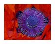 Roter Mohn von Josef Kainz