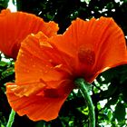 Roter Mohn