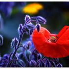 Roter Mohn