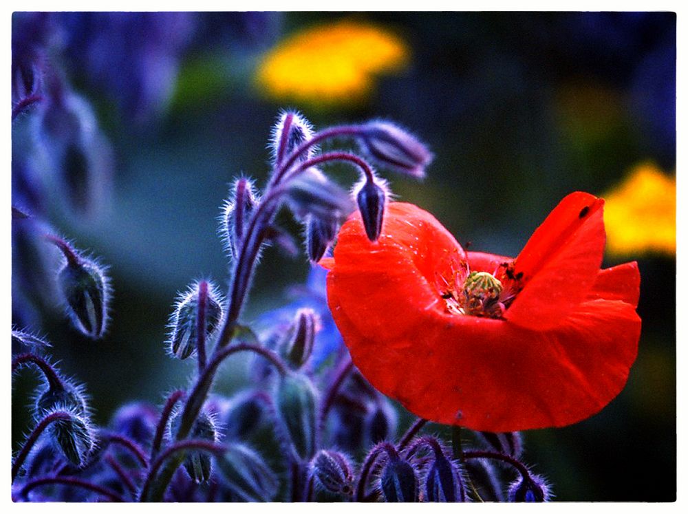 Roter Mohn