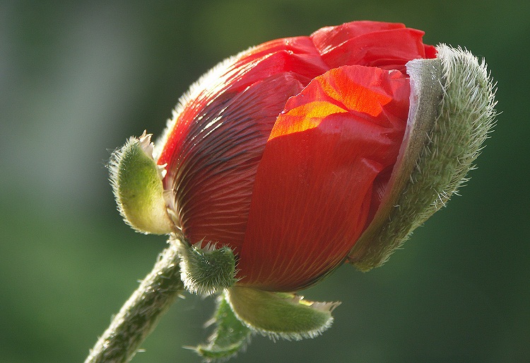 roter mohn