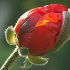 roter mohn