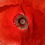 roter Mohn