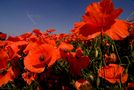 roter Mohn von Heinz Michael Möller 