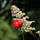 Roter Mohn