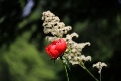 Roter Mohn