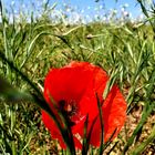 Roter Mohn