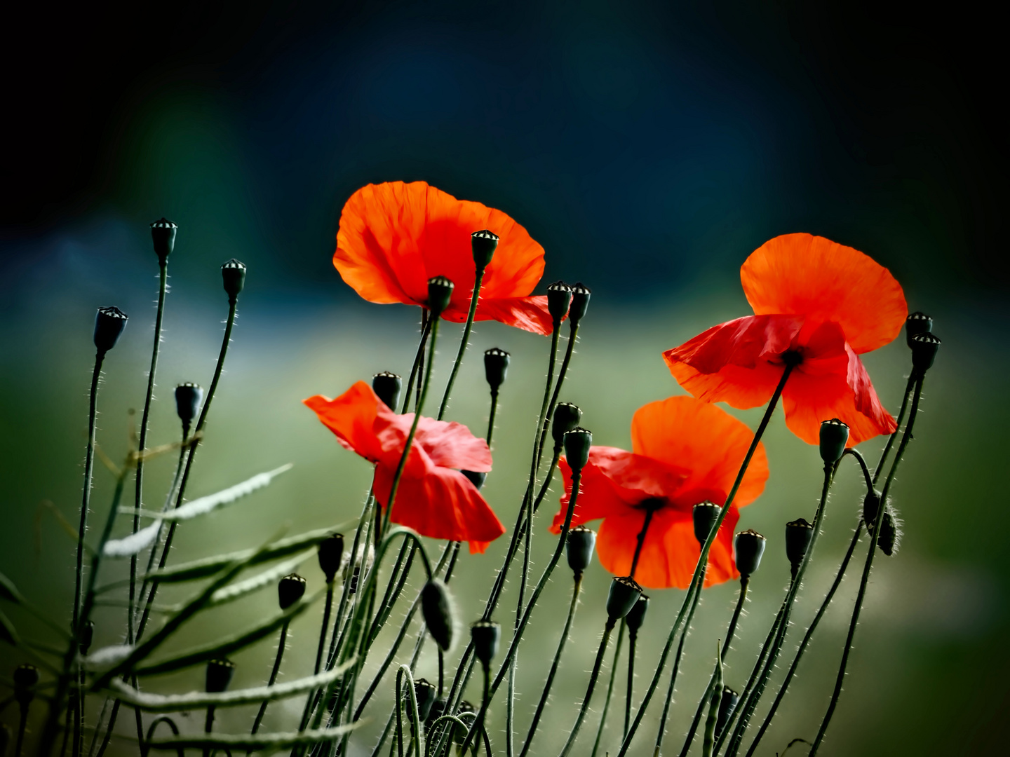 Roter Mohn 