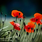 Roter Mohn 