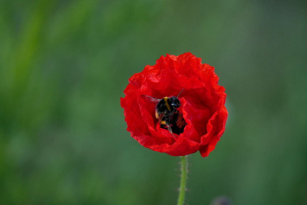 roter Mohn 