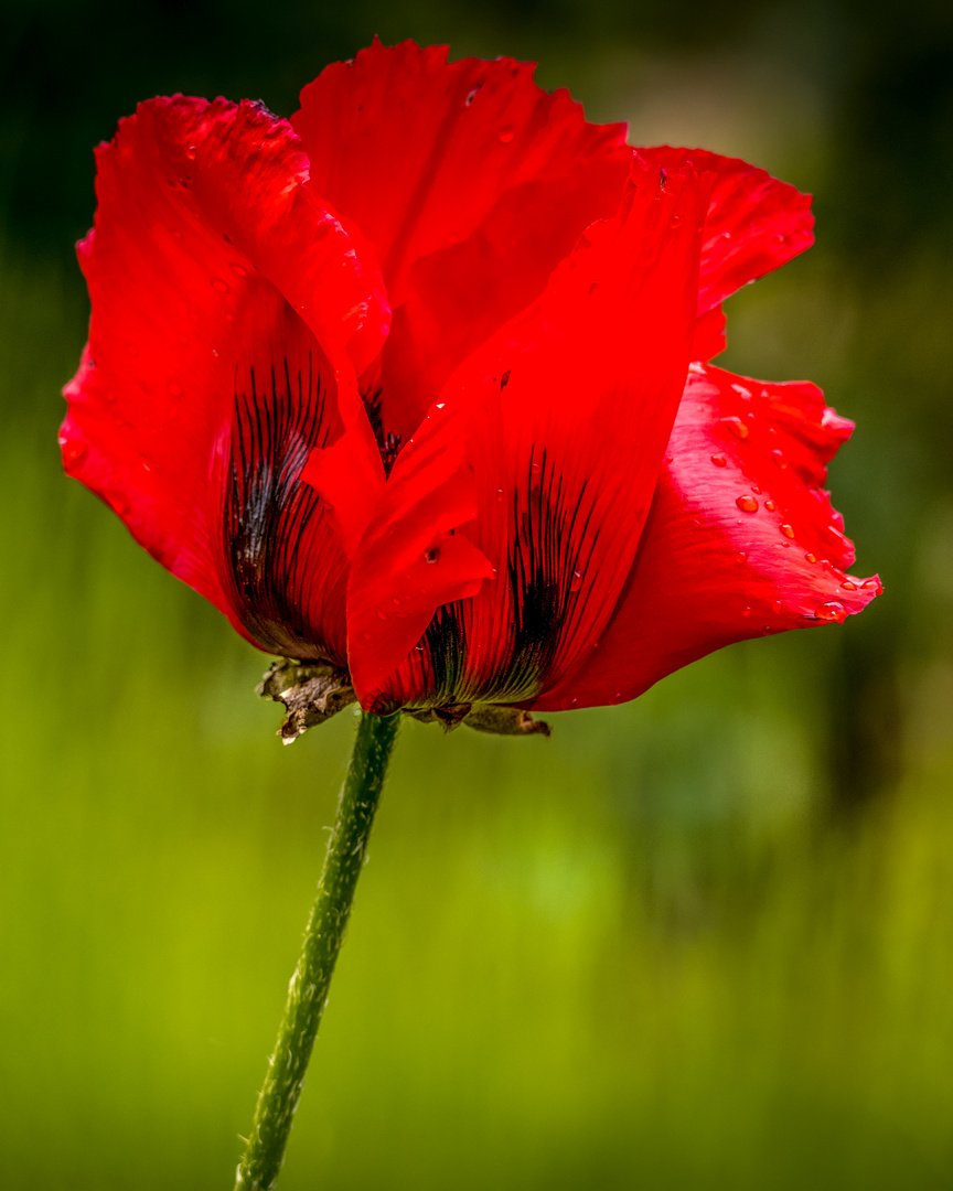 roter Mohn