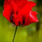 roter Mohn