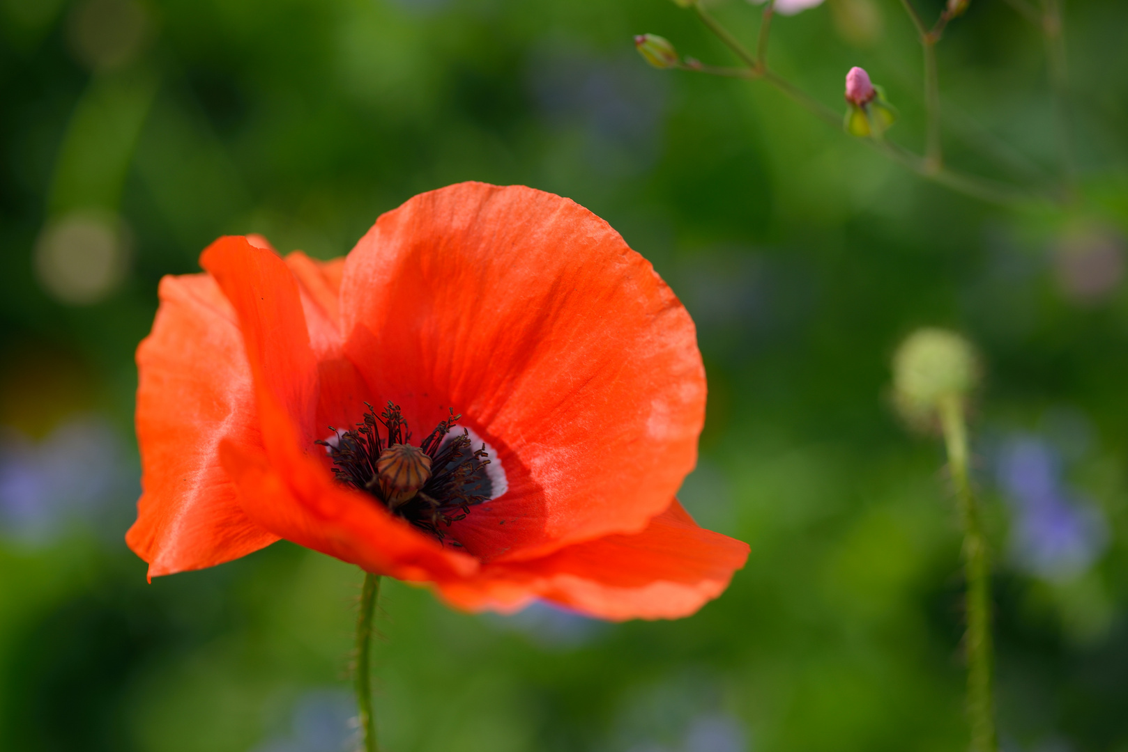 Roter Mohn