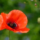 Roter Mohn