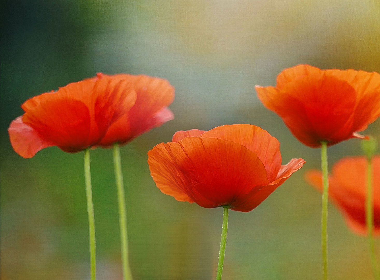 roter Mohn...