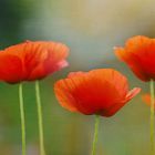 roter Mohn...