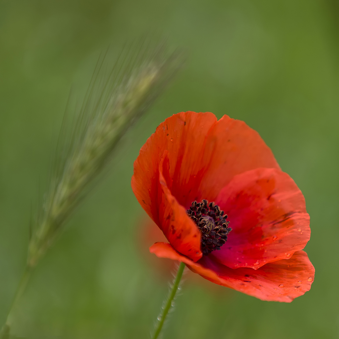 roter Mohn