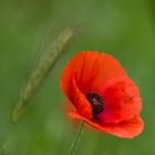 roter Mohn