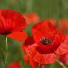 roter Mohn...