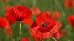 roter Mohn...