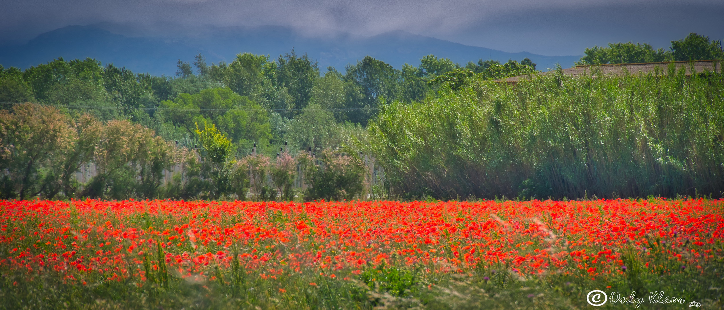 Roter Mohn