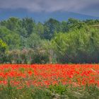 Roter Mohn