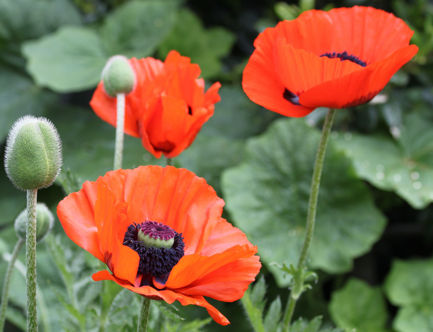 roter Mohn