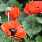 roter Mohn