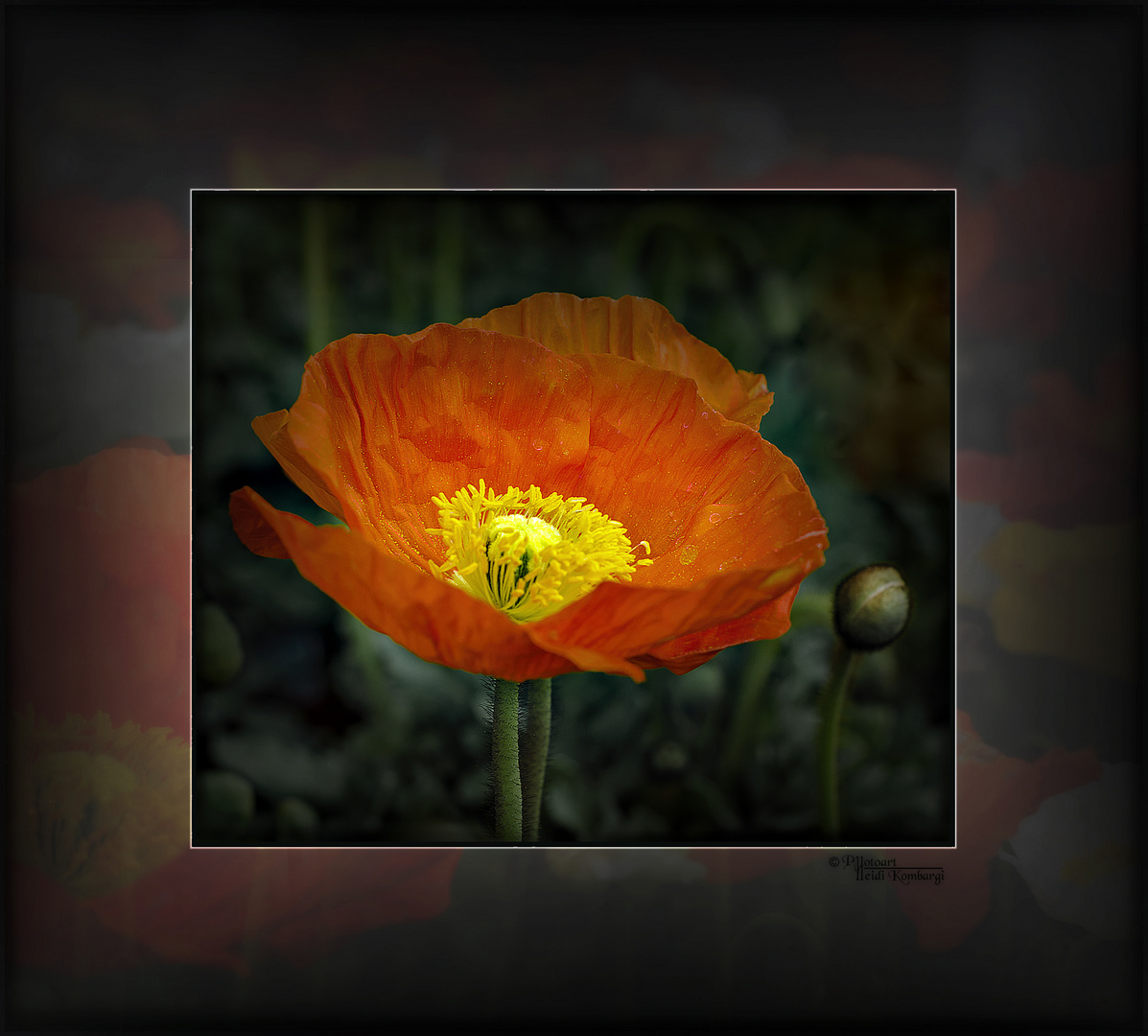 ROTER MOHN